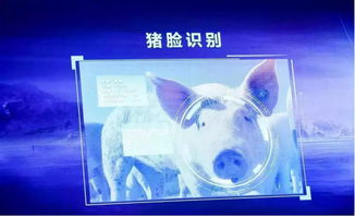 跨界風云 馬云、劉強東為何在豬價暴漲之際“卷”入養豬大業？